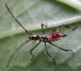 Punaise am&eacute;ricaine (Leptoglossus occidentalis), larve au stade 3, photo 4