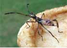 Punaise am&eacute;ricaine (Leptoglossus occidentalis), larve  au stade 3, photo 7