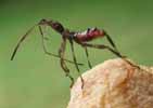 Punaise am&eacute;ricaine (Leptoglossus occidentalis) probl&egrave;me de mue sur larve stade 3.