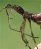 Punaise am&eacute;ricaine (Leptoglossus occidentalis), d&eacute;tail de la pr&eacute;c&eacute;dente.