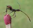 Punaise am&eacute;ricaine (Leptoglossus occidentalis), larve au stade 3, photo 5