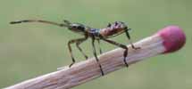 Punaise am&eacute;ricaine (Leptoglossus occidentalis), larve au stade 3, photo 6