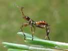 Punaise am&eacute;ricaine 'Leptoglossus occidentalis), larve au stade 3, photo 2