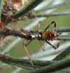 unaise am&eacute;ricaine (Leptoglossus occidentalis) larve au stade 3, mise en &eacute;vidence des &eacute;bauches alaires.