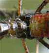 Punaise am&eacute;ricaine (Leptoglossus occidentalis), larve stade 3, d&eacute;tail des &eacute;bauches alaires.