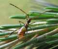 Punaise am&eacute;ricaine (Leptoglossus occidentalis) en fin de 3e stade larvaire, photo 2