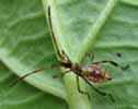 Punaise am&eacute;ricaine (Leptoglossus occidentalis) en fin de 3e stade larvaire, photo 4.