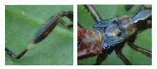 Punaise am&eacute;ricaine (Leptoglossus occidentalis)  tibia et fourreaux alaires stade 4.