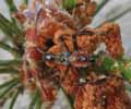 Punaise am&eacute;ricaine (Leptoglossus occidentalis) 4e stade larvaire, photo 3