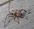 Punaise am&eacute;ricaine (Leptoglossus occidentalis) 4e stade larvaire, photo 4