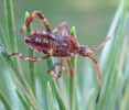 Punaise americaine (Leptoglossus occidentalis) larve au 5e stade, photo 3.