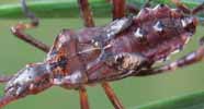 Punaise americaine (Leptoglossus occidentalis) larve au 5e stade, detail des fourreaux alaires.