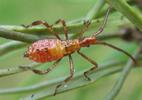 Punaise am&eacute;ricaine (Leptoglossus occidentalis), larve au 3e stade, photo 1.