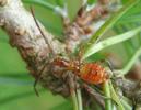Punaise am&eacute;ricaine (Leptoglossus occidentalis), larve au 3e stade, photo 2.