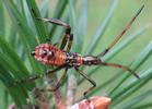 Punaise am&eacute;ricaine (Leptoglossus occidentalis), larve au 4e stade, photo 1.