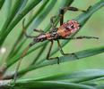 Punaise am&eacute;ricaine (Leptoglossus occidentalis), larve au 4e stade, photo 2.