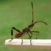 Punaise am&eacute;ricaine (Leptoglossus occidentalis), larve au 4e stade, photo 3.