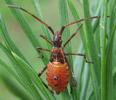 Punaise am&eacute;ricaine (Leptoglossus occidentalis), larve au 4e stade, photo 4.