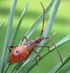 Punaise am&eacute;ricaine (Leptoglossus occidentalis), larve au 4e stade, photo 5.
