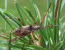 Punaise am&eacute;ricaine (Leptoglossus occidentalis), larve au 5e stade, photo 1.
