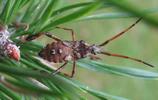 Punaise am&eacute;ricaine (Leptoglossus occidentalis), larve au 5e stade, photo 2
