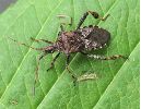 La punaise am&eacute;ricaine (Leptoglossus occidentalis), adulte, vue dorsale