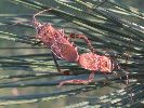 Punaise am&eacute;ricaine (Leptoglossus occidentalis) photo 2