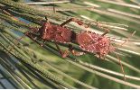 Punaise américaine (Leptoglossus occidentalis) photo 3
