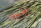 Punaise am&eacute;ricaine (Leptoglossus occidentalis) , accouplement, photo 1