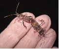 Punaise am&eacute;ricaine (Leptoglossus occidentalis) , accouplement e main, photo 1