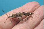 Punaise am&eacute;ricaine (Leptoglossus occidentalis) , accouplement e main, photo 2