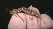 Punaise am&eacute;ricaine (Leptoglossus occidentalis) , accouplement e main, photo 3