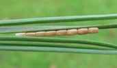 Leptoglossus occidentalis (Punaise am&eacute;ricaine), ponte