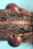 Leptoglossus occidentalis (Punaise am&eacute;ricaine), d&eacute;tail des yeux et des ocelles, photo 3