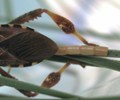 Leptoglossus occidentalis (Punaise am&eacute;ricaine) d&eacute;tail d'une femelle en train de pondre, photo 1