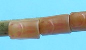 Leptoglossus occidentalis (Punaise am&eacute;ricaine), embryogen&egrave;se, photo 2