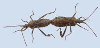 Punaise am&eacute;ricaine (Leptoglossus occidentalis), accouplement en vue ventrale.
