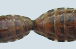 Punaise américaine (Leptoglossus occidentalis) détail d'accouplement en vue entrale