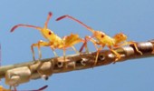 Punaises am&eacute;ricaines (Leptoglossus occidentalis, n&eacute;onates, photo 1