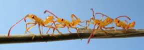 Punaises am&eacute;ricaines (Leptoglossus occidentalis) n&eacute;onates, photo 2