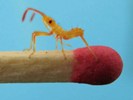 Punaise am&eacute;ricaine (Leptoglossus occidentalis) n&eacute;onate , photo 3