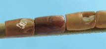 Punaises am&eacute;ricaines (Leptoglossus occidentalis) oeufs apr&egrave;s &eacute;closions, photo 2