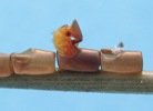 Punaise am&eacute;ricaine (Leptoglossus occidentalis), naissance, photo 1
