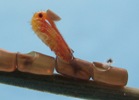 Punaise am&eacute;ricaine (Leptoglossus occidentalis), naissance photo 4