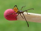 Punaise am&eacute;ricaine (Leptoglossus occidentalis ), n&eacute;onate apr&egrave;s pigmentation, photo 2