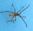 Punaise am&eacute;ricaine (Leptoglossus occidentalis) n&eacute;onate apr&egrave;s pigmentation, photo 1