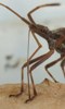 Punaise am&eacute;ricaine (Leptoglossus occidentalis ), rostre en action, photo 2