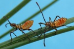 Punaises am&eacute;ricaines (Leptoglossus occidentalis)  larves stade 1, photo 1