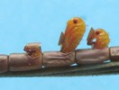 Punaises am&eacute;ricaines (Leptoglossus occidentalis) &eacute;closions multiples, photo 1
