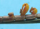 Punaises am&eacute;ricaines (Leptoglossus occidentalis), &eacute;closions multiples, photo 2